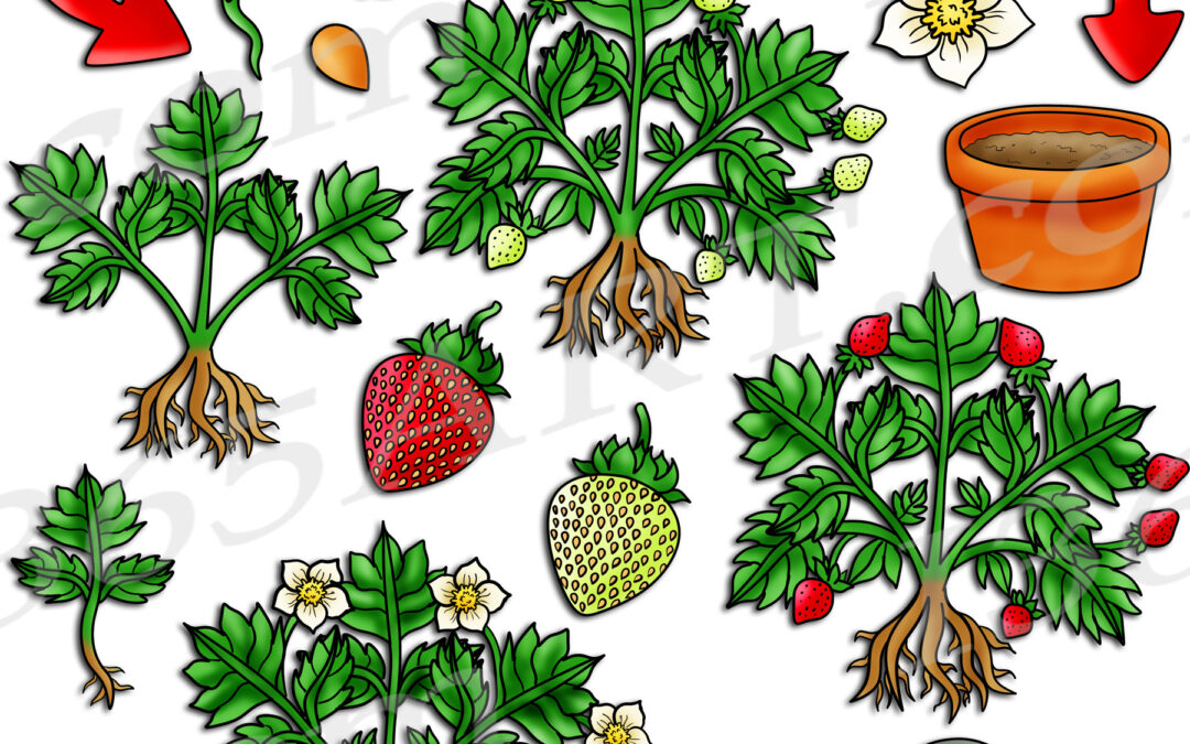 Strawberry Life Cycle Clipart Set Download