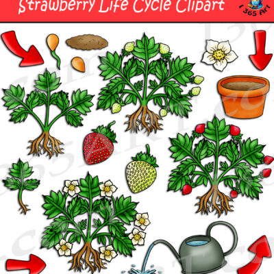 Strawberry Life Cycle Clipart