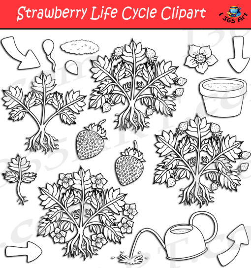 Strawberry Life Cycle Clipart