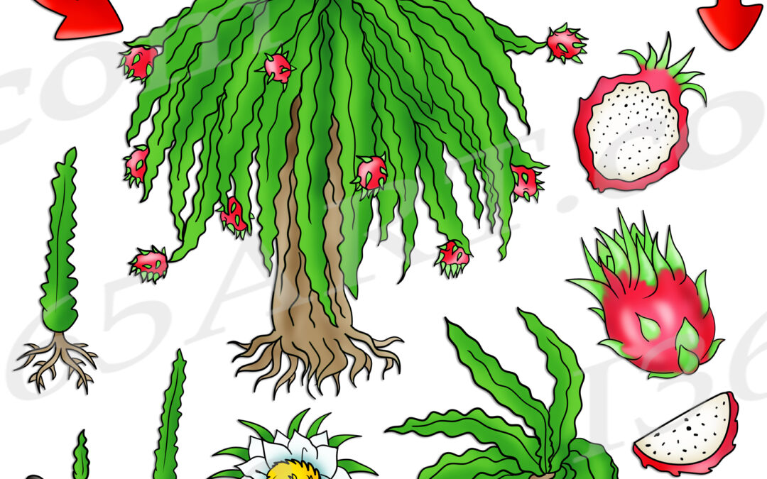 Dragon Fruit Life Cycle Clipart Set Download