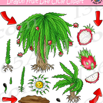 Dragon Fruit Life Cycle Clipart