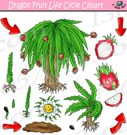 Dragon Fruit Life Cycle Clipart