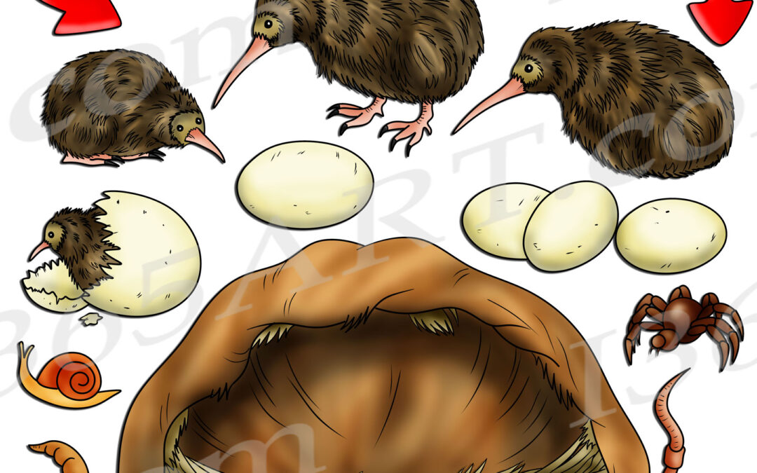 Kiwi Bird Life Cycle Clipart Set Download
