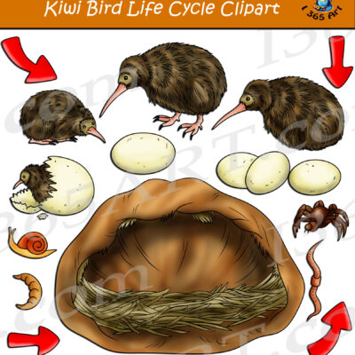 Kiwi Bird Life Cycle Clipart