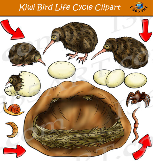 Kiwi Bird Life Cycle Clipart