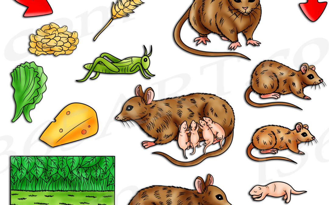 Mouse Life Cycle Clipart Set Download