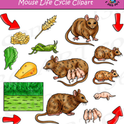 Mouse Life Cycle Clipart