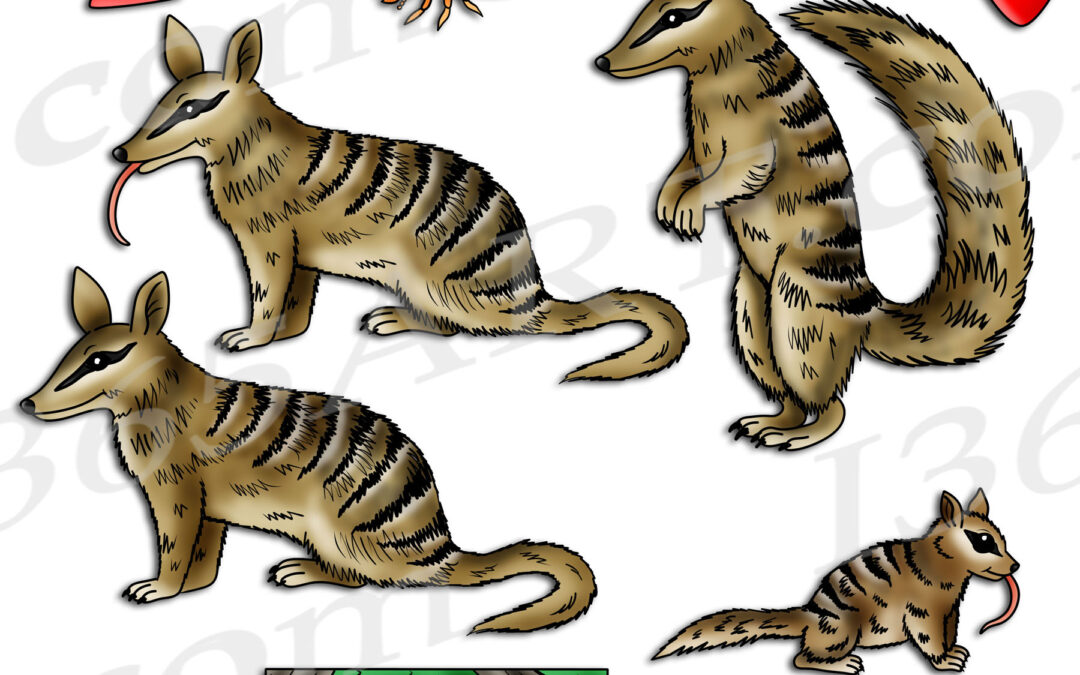 Numbat Life Cycle Clipart Set Download