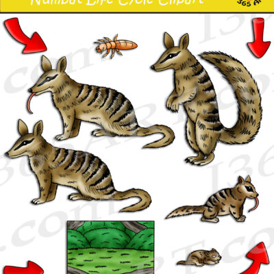 Numbat Life Cycle Clipart