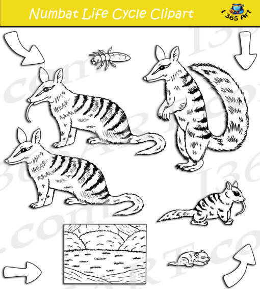 Numbat Life Cycle Clipart
