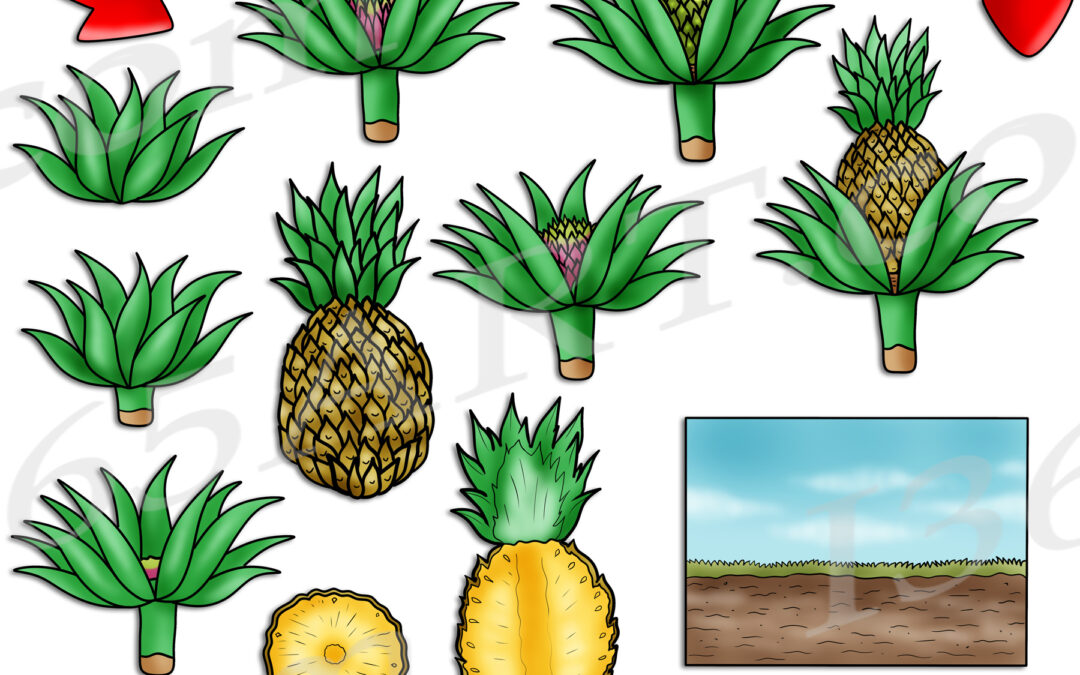 Pineapple Life Cycle Clipart Set Download