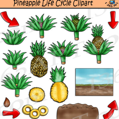 Pineapple Life Cycle Clipart