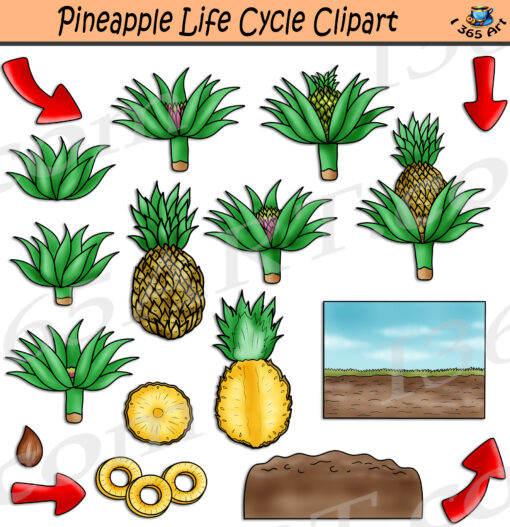 Pineapple Life Cycle Clipart
