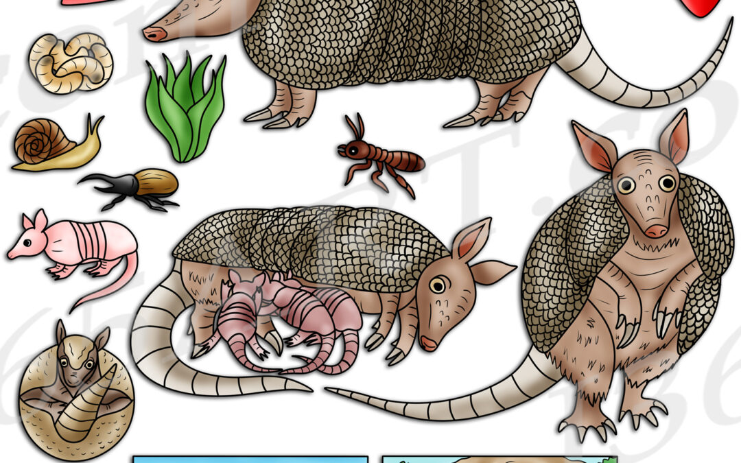 Armadillo Life Cycle Clipart Set Download