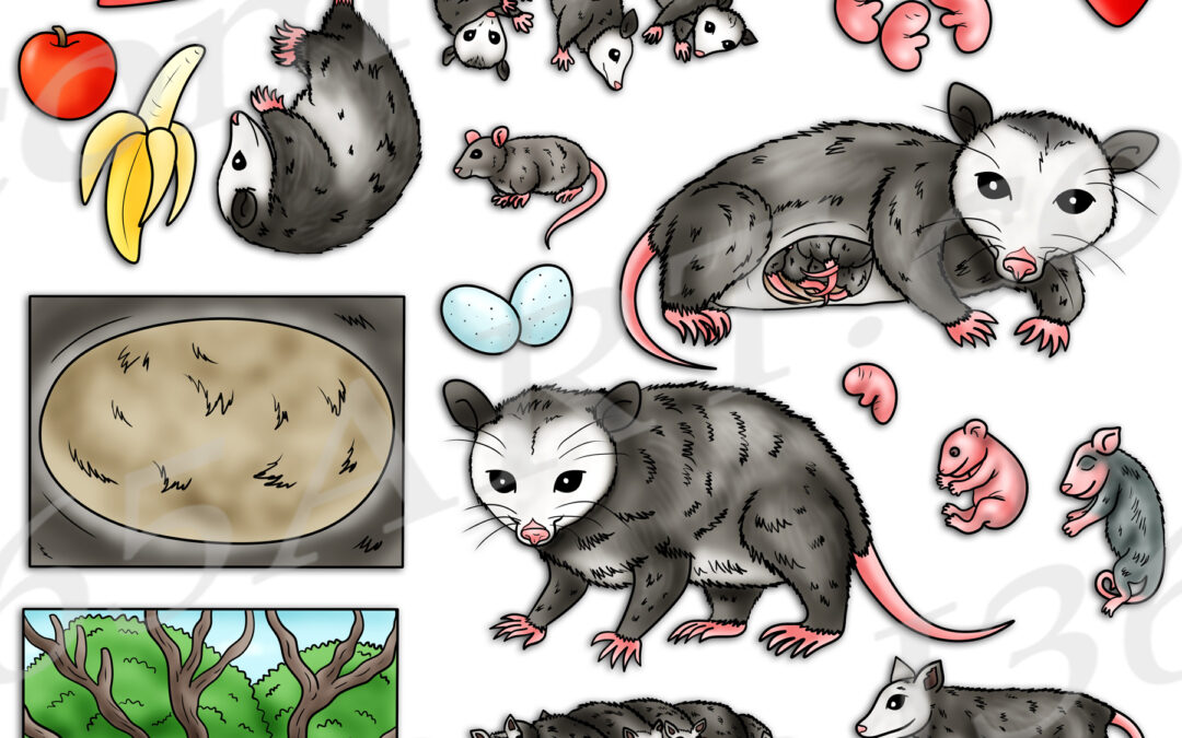 Opossum Life Cycle Clipart Set Download