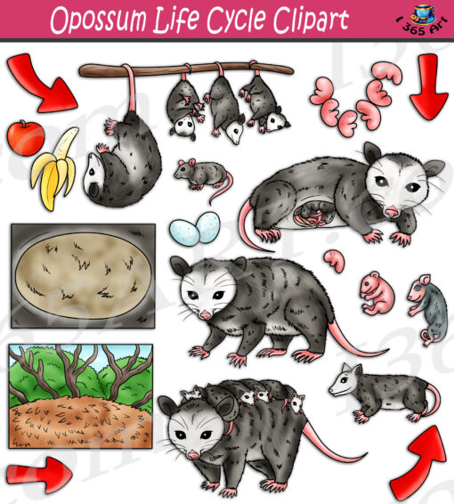 Opossum Life Cycle Clipart