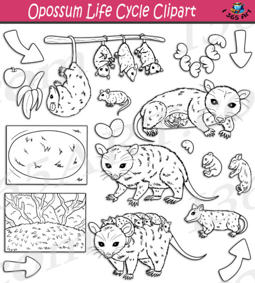 Opossum Life Cycle Clipart
