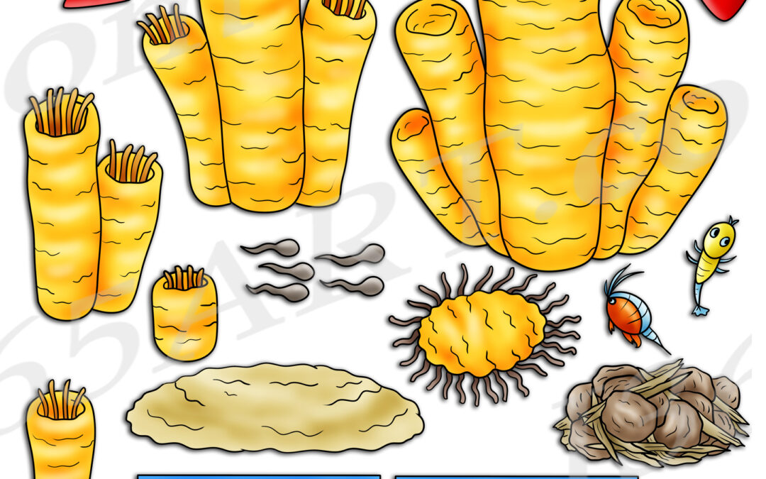 Porifera Sponge Life Cycle Clipart Set Download
