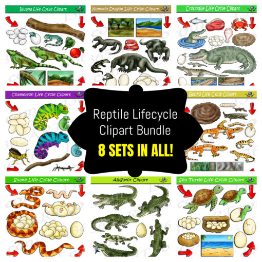 Reptiles Life Cycle Clipart Bundle