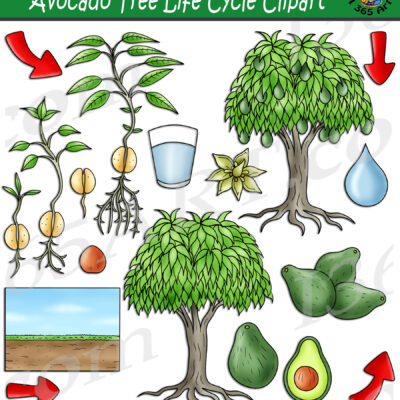 Avocado Tree Life Cycle Clipart