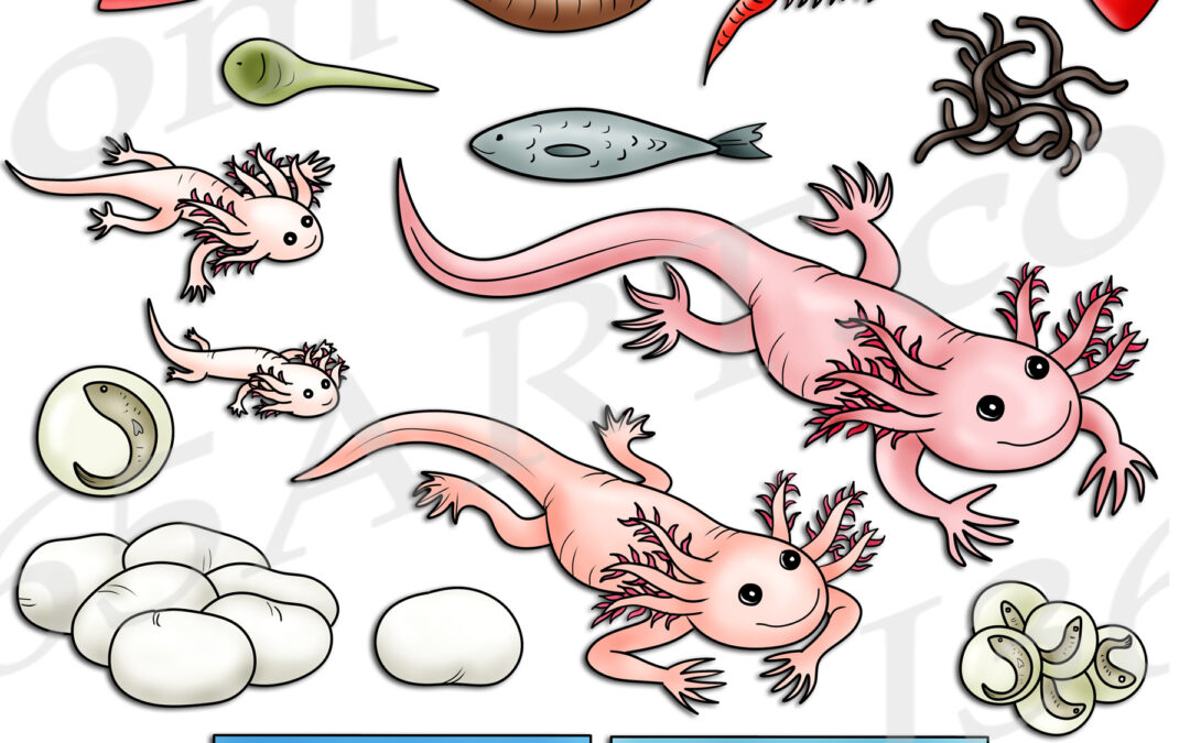 Axolotl Life Cycle Clipart Set Download