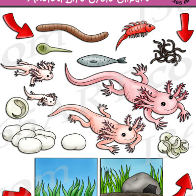 Axolotl Life Cycle Clipart