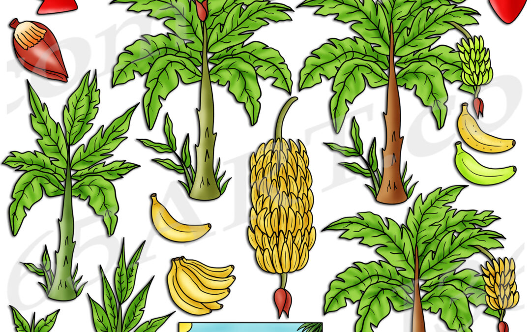 Banana Tree Life Cycle Clipart Set Download