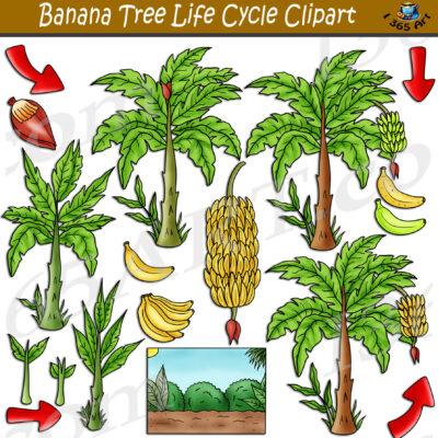 Banana Tree Life Cycle Clipart