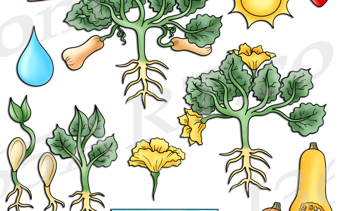 Butternut Squash Life Cycle Clipart Set Download