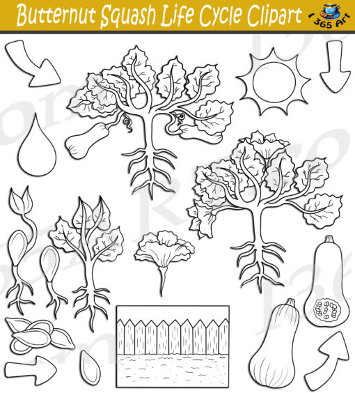 Butternut Squash Life Cycle Clipart