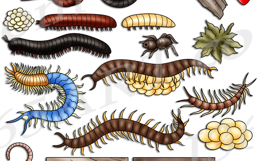 Centipede & Millipede Life Cycle Clipart Set Download