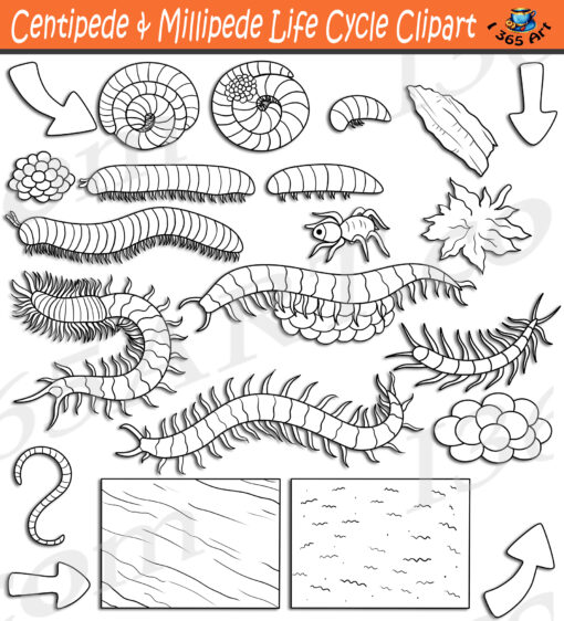 Centipede & Millipede Life Cycle Clipart