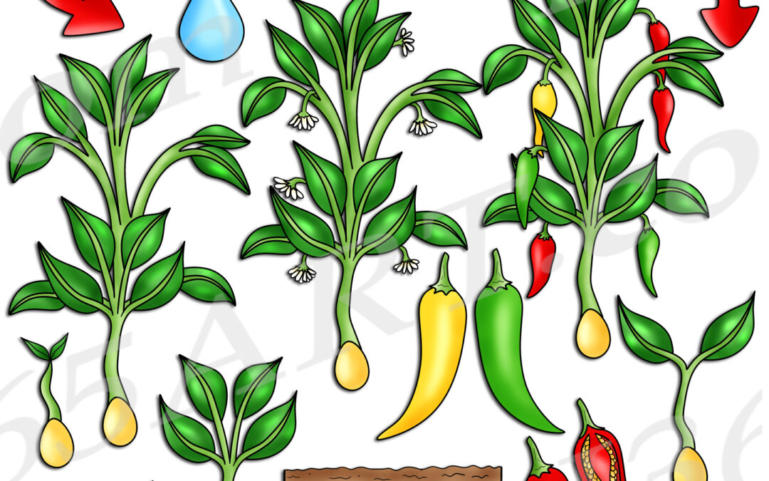 Chili Pepper Life Cycle Clipart Set Download