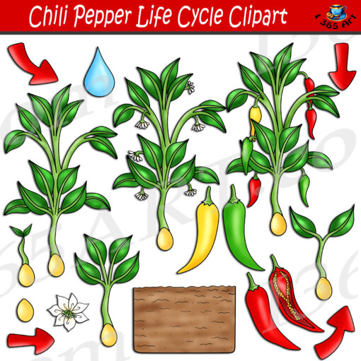 Chili Pepper Life Cycle Clipart
