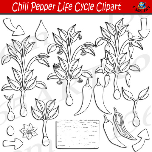Chili Pepper Life Cycle Clipart