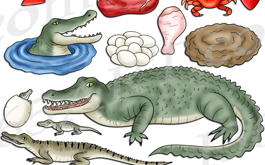 Crocodile Life Cycle Clipart Set Download