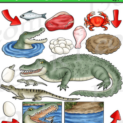 Crocodile Life Cycle Clipart