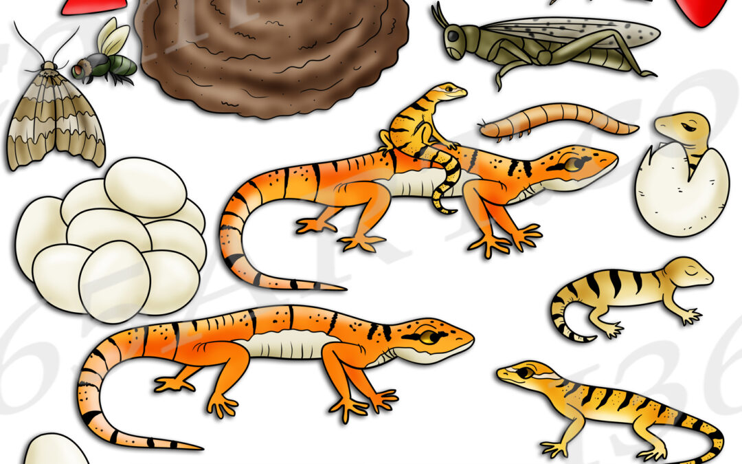 Gecko Life Cycle Clipart Set Download