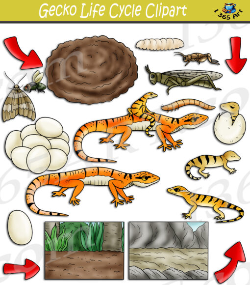 Gecko Life Cycle Clipart