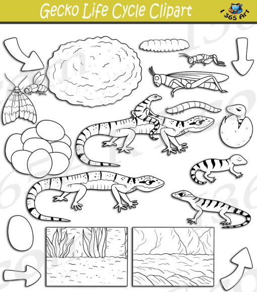 Gecko Life Cycle Clipart
