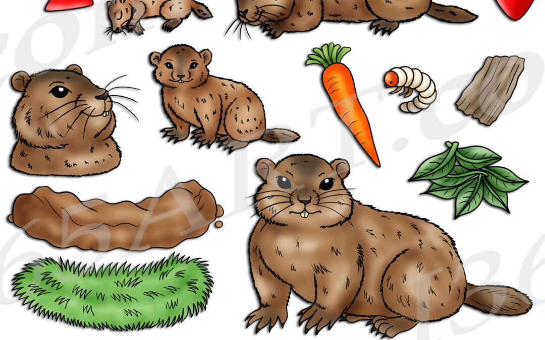 Groundhog Life Cycle Clipart Set Download