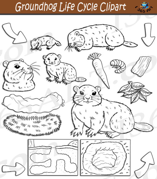 Groundhog Life Cycle Clipart