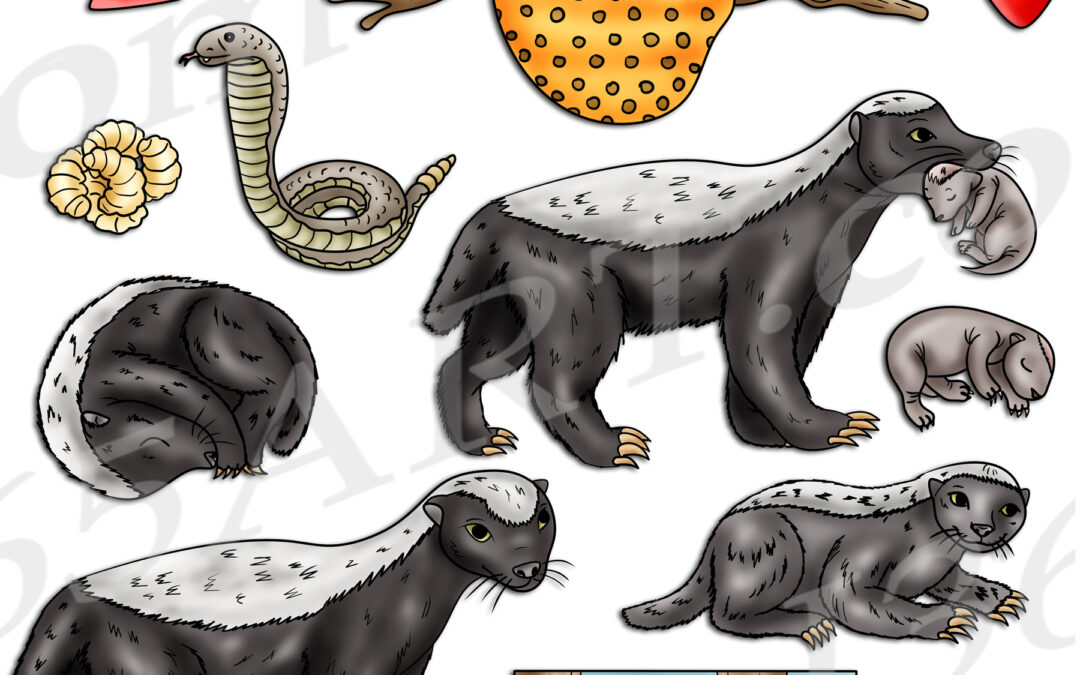 Honey Badger Life Cycle Clipart Set Download
