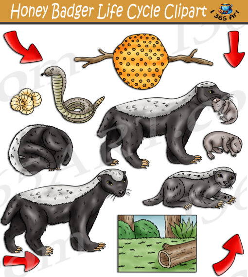 Honey Badger Life Cycle Clipart