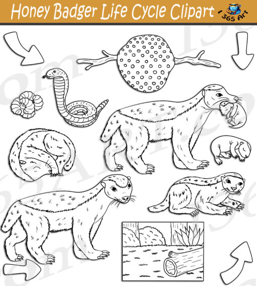 Honey Badger Life Cycle Clipart