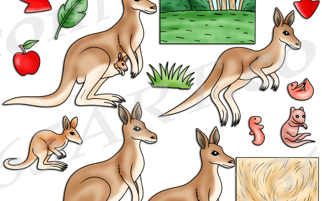 Kangaroo Life Cycle Clipart Set Download