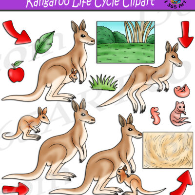Kangaroo Life Cycle Clipart