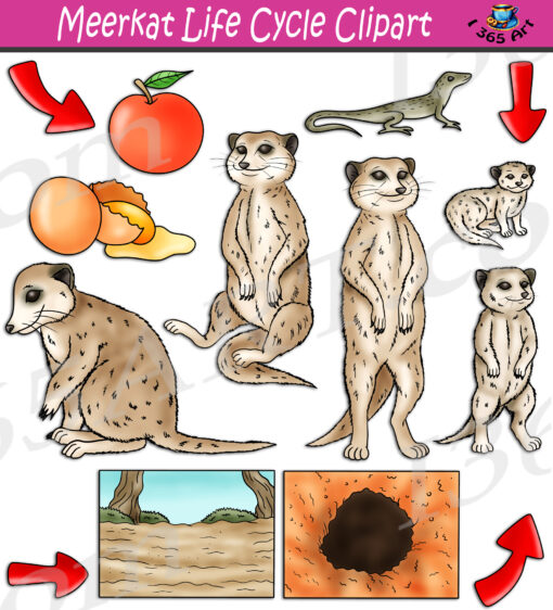 Meerkat Life Cycle Clipart