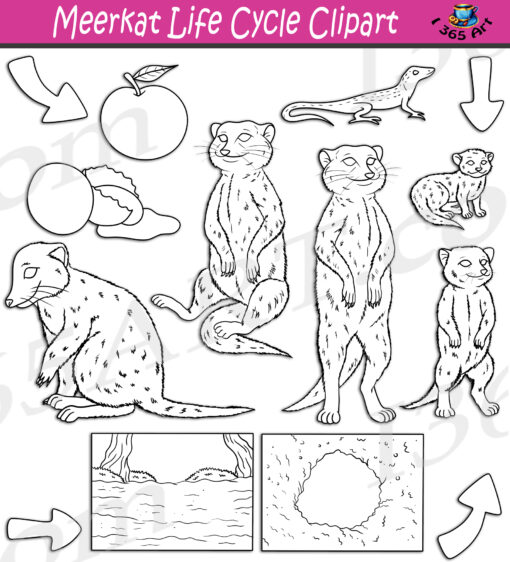 Meerkat Life Cycle Clipart