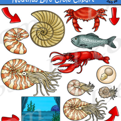 Nautilus Life Cycle Clipart
